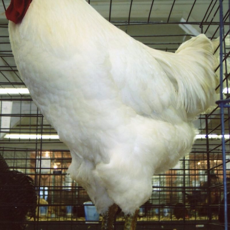 White Jersey Giant Chicken