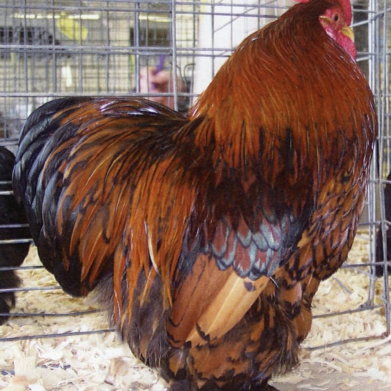 Golden Laced Cochin Bantam