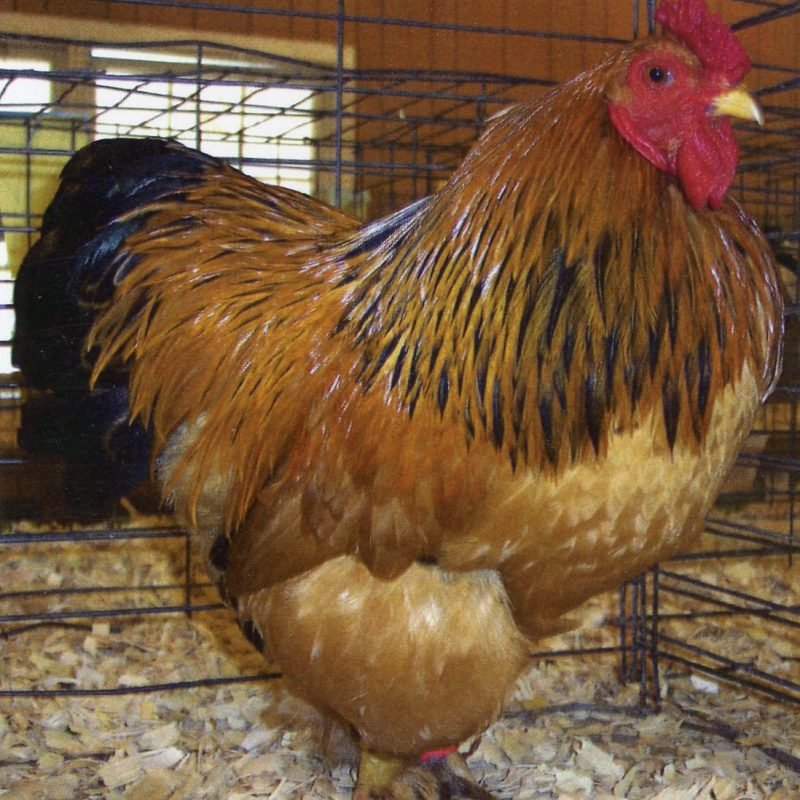 Buff Brahma Bantam