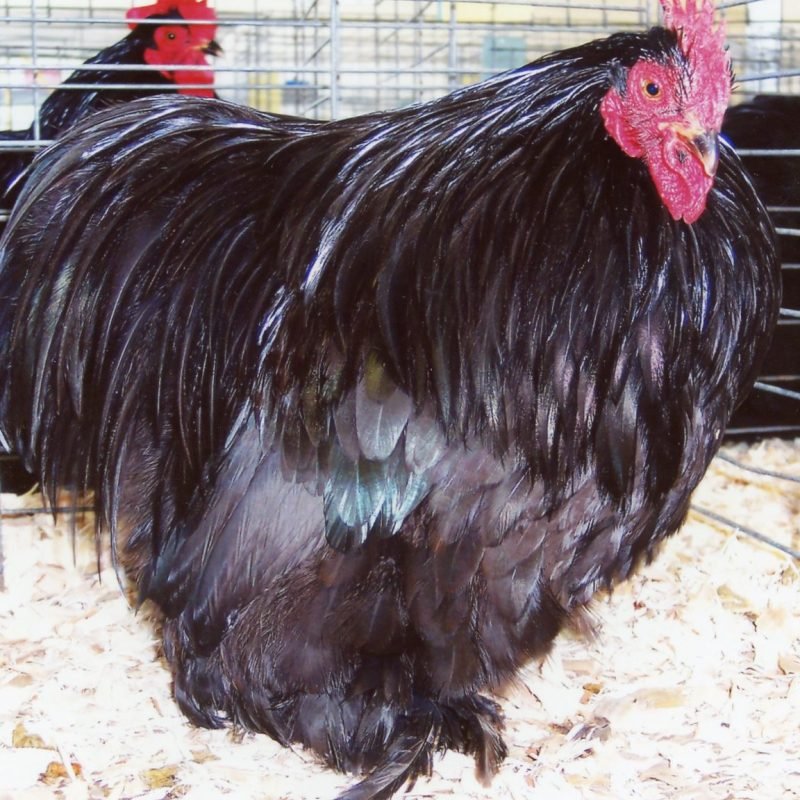 Black Cochin Bantams