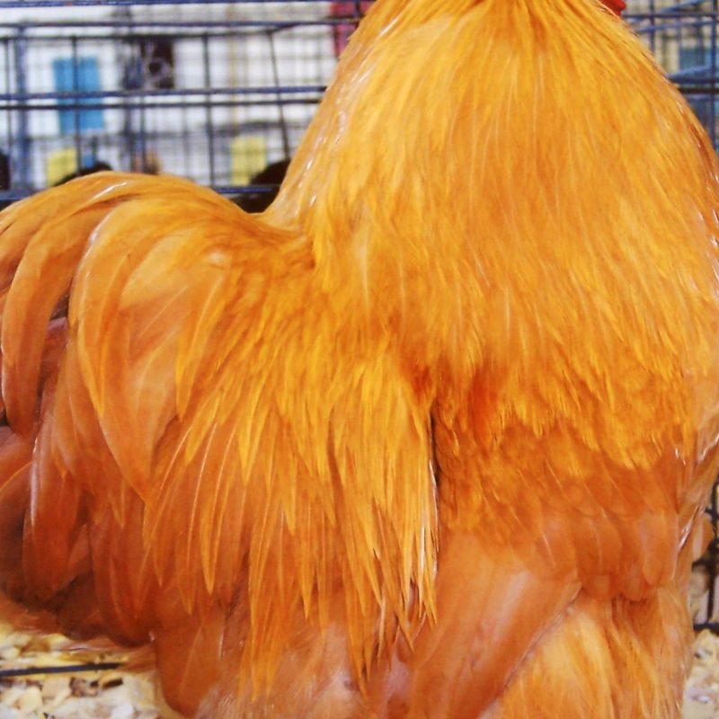 Buff Cochin Bantam