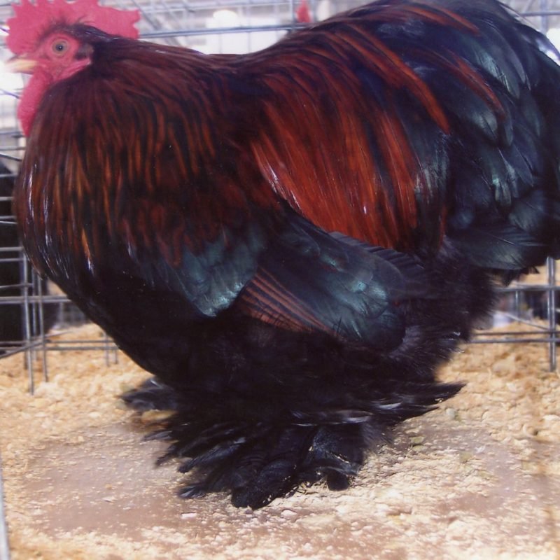 Partridge Cochin Bantam