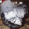 Black Laced Silver Wyandotte Chicken