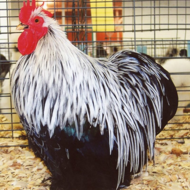 Birchen Cochin Bantam