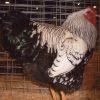 Black Laced Silver Wyandotte Chicken