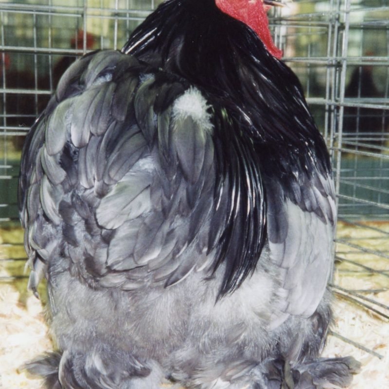 Blue Cochin Bantam