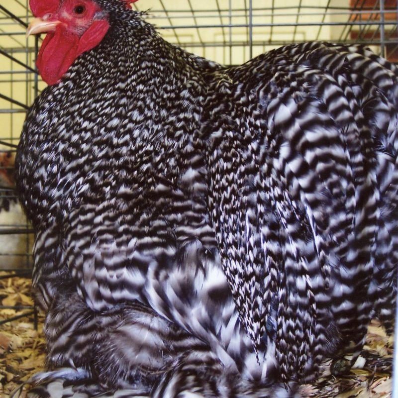 Barred Cochin Bantam
