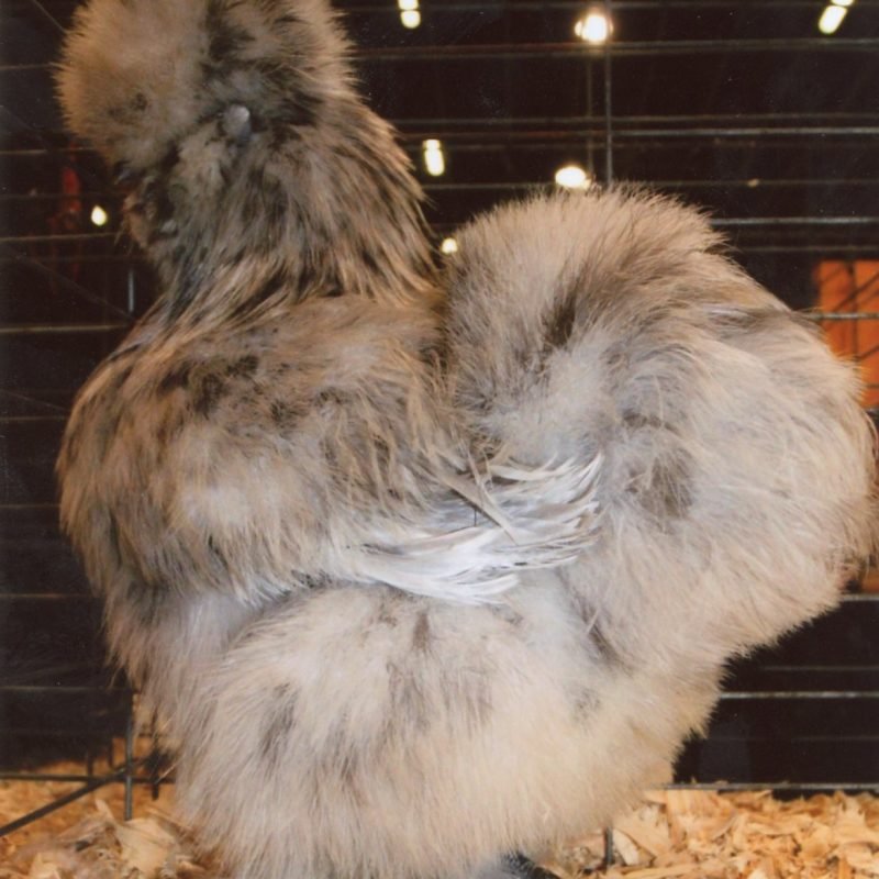 Splash Silkie Bantam