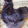 Blue Silkie Bantam