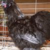 Blue Silkie Bantam