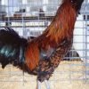 Golden Laced Polish Chicken