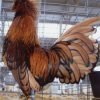 Golden Laced Polish Chicken