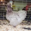 Blue Silkie Bantam