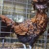 Golden Laced Polish Chicken