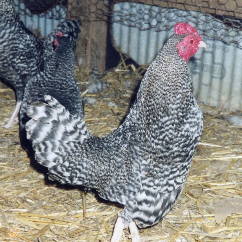 Barred Old English Game Bantam