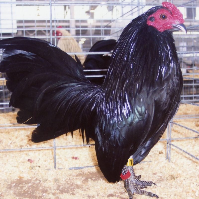 Black Old English Game Bantam