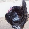 Black Spanish Turkey