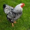 Black Laced Silver Wyandotte Chicken