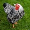 Black Laced Silver Wyandotte Chicken