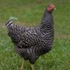 Barred Rock Chicken