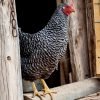 Barred Rock Chicken