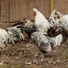 Silver Spangled Appenzeller Spitzhauben Chicken
