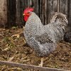 Barred Rock Chicken