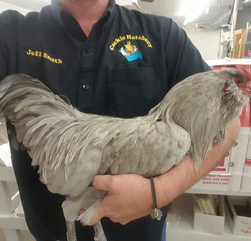 Lavender Ameraucana Chicken