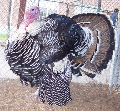 Narragansett Turkey
