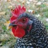 Barred Rock Chicken