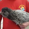 Blue Ameraucana Chicken