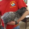 Blue Ameraucana Chicken