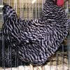 Barred Rock Chicken