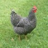 Barred Rock Chicken