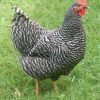 Barred Rock Chicken