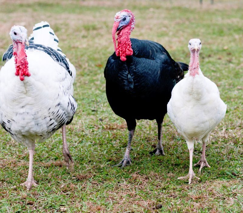 Surplus Rare Turkey Special