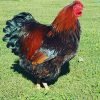 Black Laced Red Wyandotte Chicken
