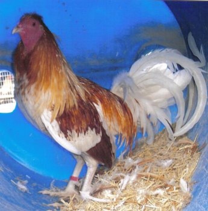 Red Pyle Standard Old English