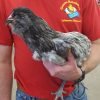 Blue Ameraucana Chicken