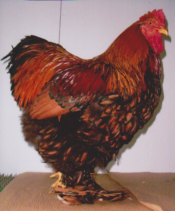 Golden Laced Cochin Standard Chicken