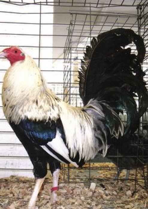 Silver Duckwing Standard Old English