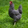 Barred Rock Chicken