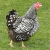 Black Laced Silver Wyandotte Chicken
