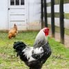 Black Laced Silver Wyandotte Chicken