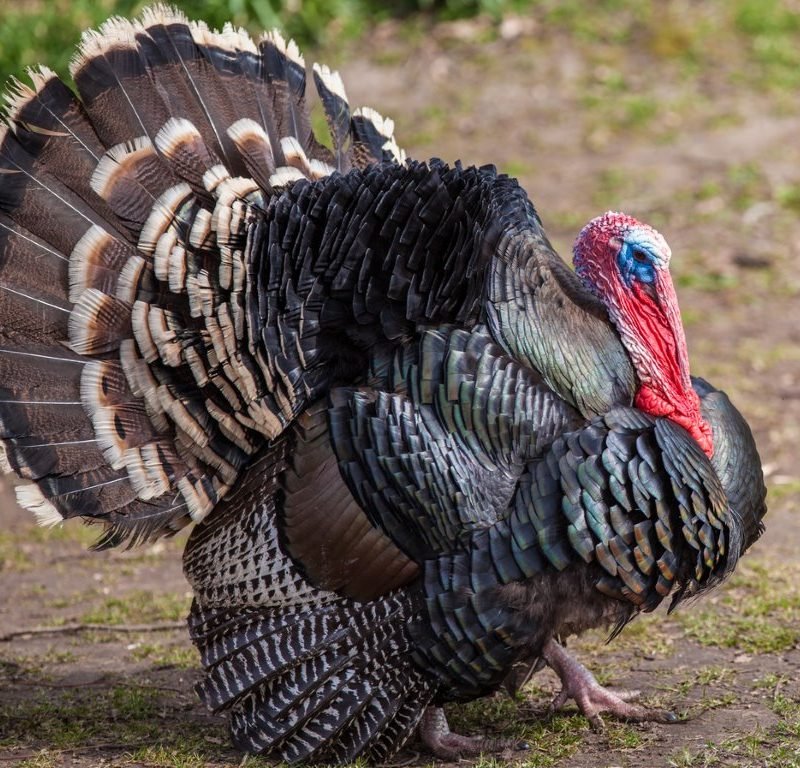 Broad Breasted Bronze Turkey