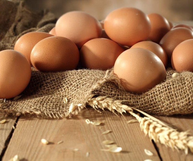 Rhode Island Red Chicken (Exhibition Type) Hatching Eggs