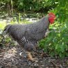 Barred Rock Chicken