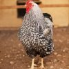 Black Laced Silver Wyandotte Chicken