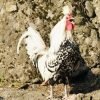 Silver Spangled Appenzeller Spitzhauben Chicken
