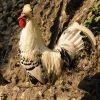 Silver Spangled Appenzeller Spitzhauben Chicken